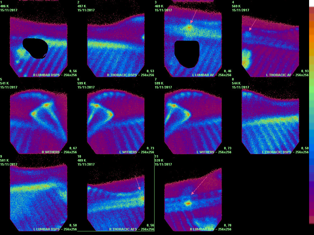 Equine scintigraphy bone scan images