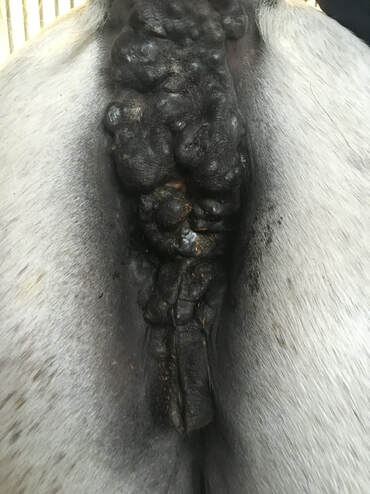 Mare melanoma under tail around anus