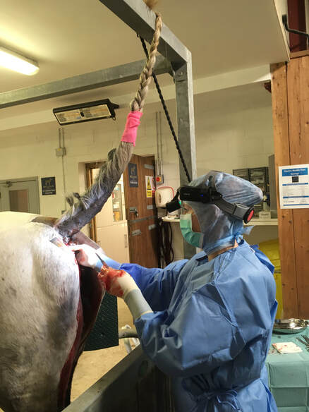 Jessica Kidd equine surgeon performing melanoma surgery