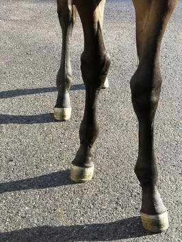 Foal with carpal valgus deformity