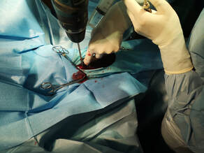 Surgery on foal with carpal valgus deformity