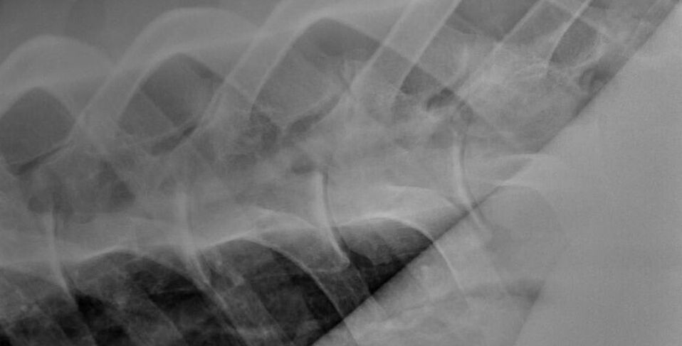 Equine radiography Xray image
