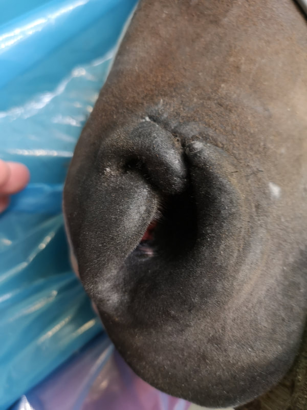 Horse nose laceration poor healing