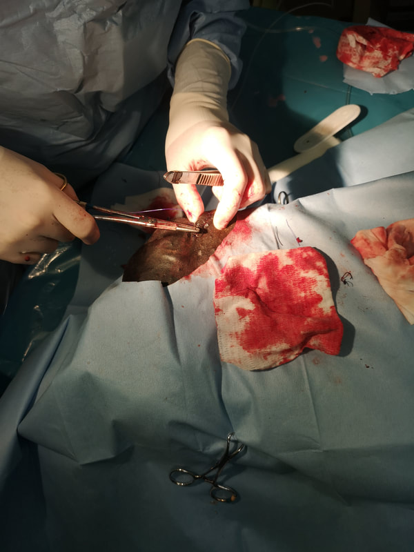 Horse nose laceration healing revision surgery
