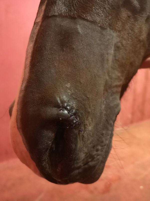 Horse nose laceration after revision surgery